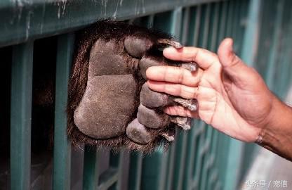 阿聯禁止土豪私自飼養「高級寵物」後……