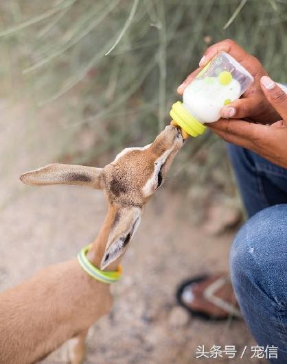 阿聯禁止土豪私自飼養「高級寵物」後……