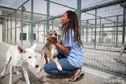 阿聯禁止土豪私自飼養「高級寵物」後……