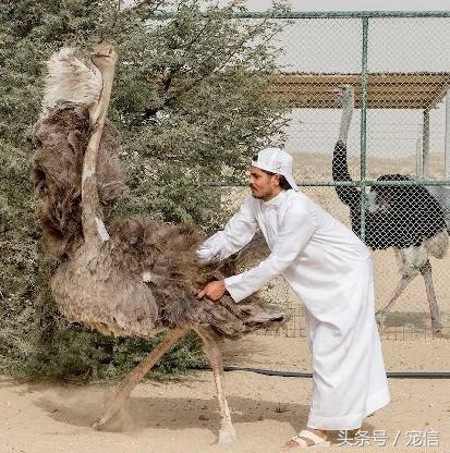 阿聯禁止土豪私自飼養「高級寵物」後……