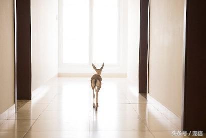阿聯禁止土豪私自飼養「高級寵物」後……