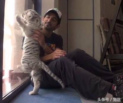 阿聯禁止土豪私自飼養「高級寵物」後……