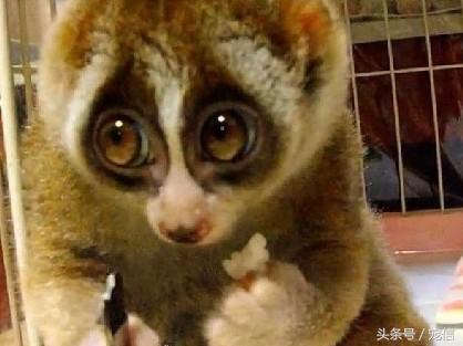 阿聯禁止土豪私自飼養「高級寵物」後……