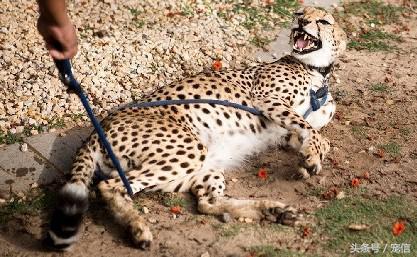 阿聯禁止土豪私自飼養「高級寵物」後……