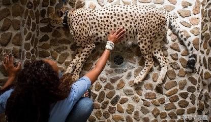 阿聯禁止土豪私自飼養「高級寵物」後……