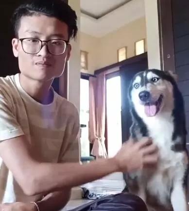 一隻面目全非的哈士奇蹲在牆角哭泣，小哥心軟：走，跟我回家！