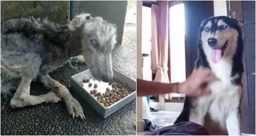 一隻面目全非的哈士奇蹲在牆角哭泣，小哥心軟：走，跟我回家！