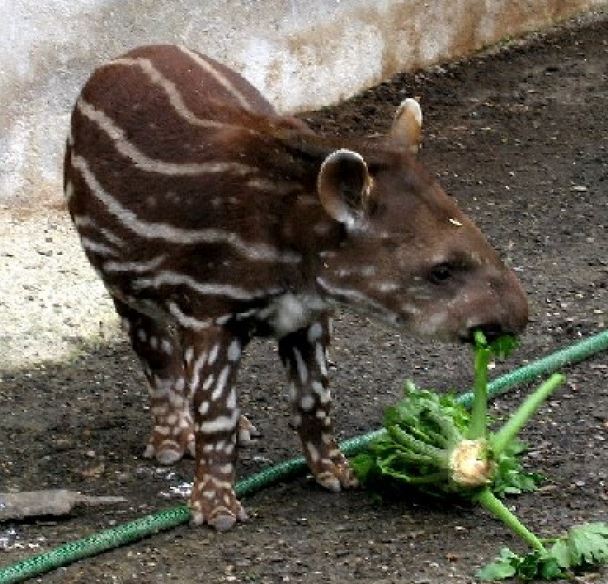 12個呆萌可愛的小動物，假如能養，你最希望養哪個？