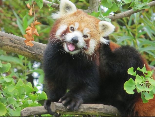 12個呆萌可愛的小動物，假如能養，你最希望養哪個？