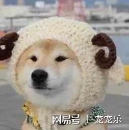 全中國十隻狗有九隻都叫這些名字，看看你家狗的名字上榜了嗎？