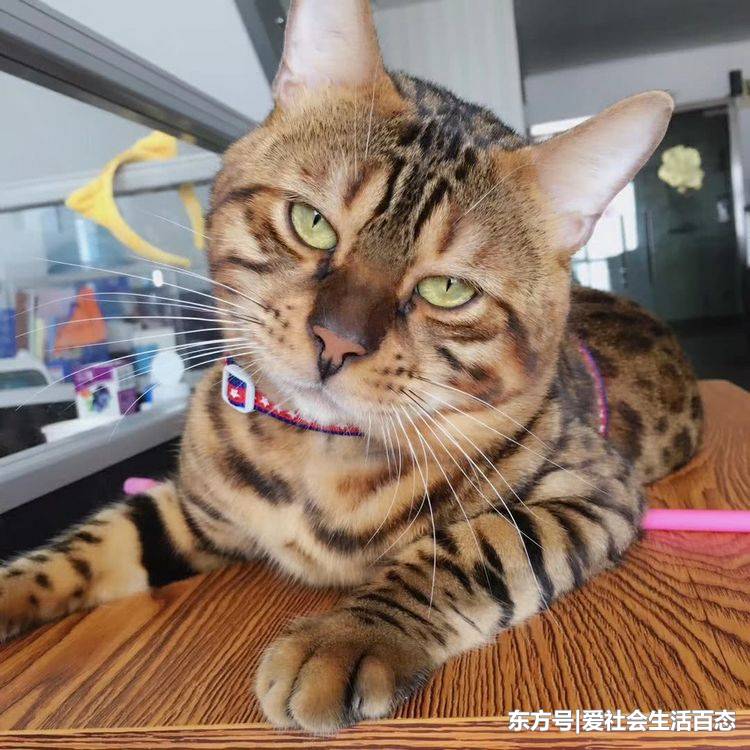 價值不菲的豹貓，不小心與家貓雜交，寶寶長成這個樣