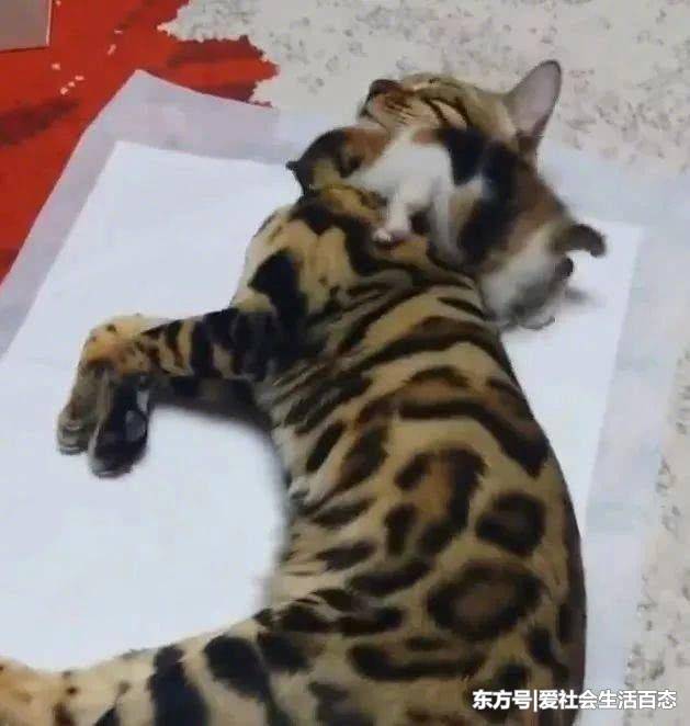 價值不菲的豹貓，不小心與家貓雜交，寶寶長成這個樣