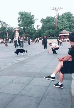 「你可能不信，我剛被一隻邊牧調戲了！」 