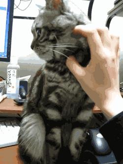 這些寵物絕活你家寵物會嗎？ 