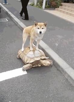 這些寵物絕活你家寵物會嗎？ 