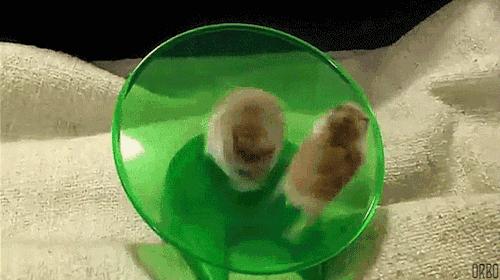 這些寵物絕活你家寵物會嗎？ 