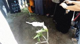 主人過世入土時，貓咪突然的反應，讓人淚奔~ 
