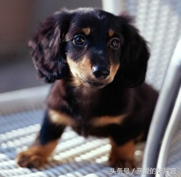 狗狗愛你的11種表現，中5條你就成功了 