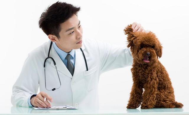 讓狗狗長壽的6大好習慣，你做對了嗎 