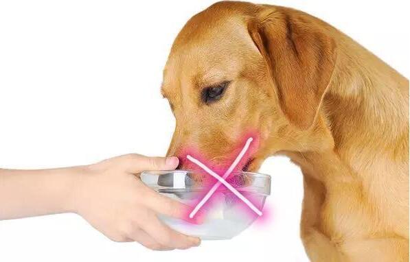 讓狗狗長壽的6大好習慣，你做對了嗎 