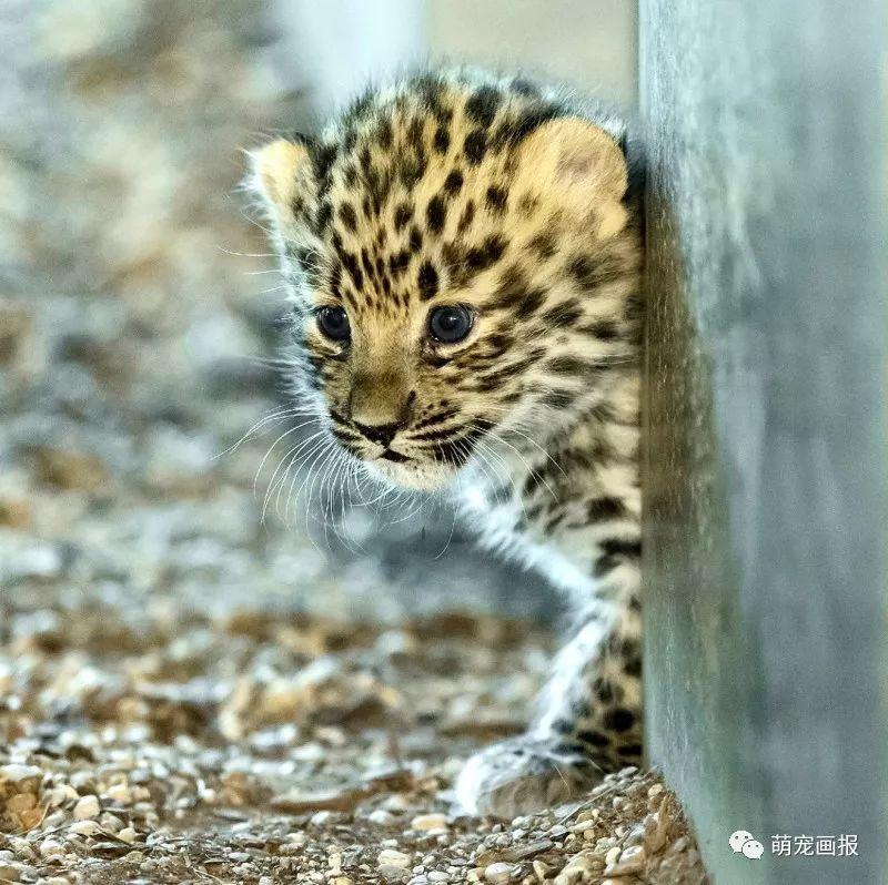 維也納美泉宮動物園出生的小阿穆爾豹，炒雞可愛