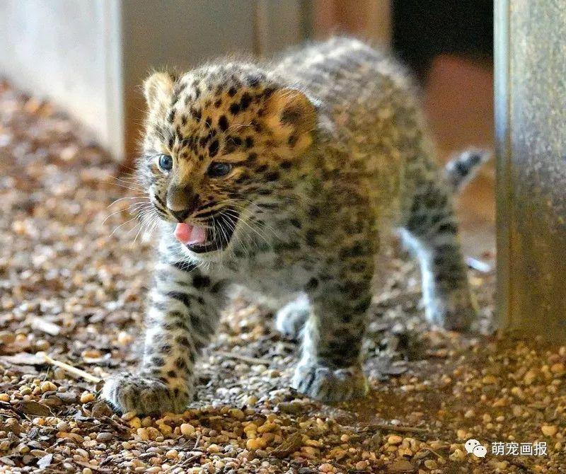 維也納美泉宮動物園出生的小阿穆爾豹，炒雞可愛