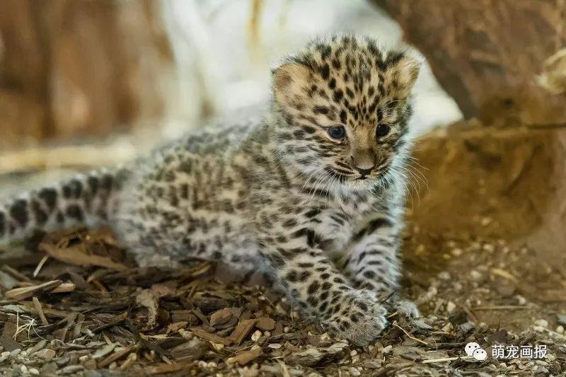 維也納美泉宮動物園出生的小阿穆爾豹，炒雞可愛