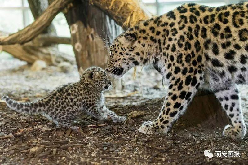 維也納美泉宮動物園出生的小阿穆爾豹，炒雞可愛