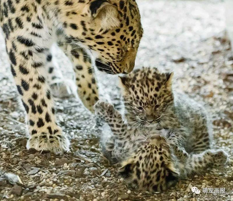 維也納美泉宮動物園出生的小阿穆爾豹，炒雞可愛