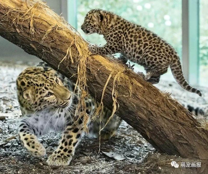 維也納美泉宮動物園出生的小阿穆爾豹，炒雞可愛