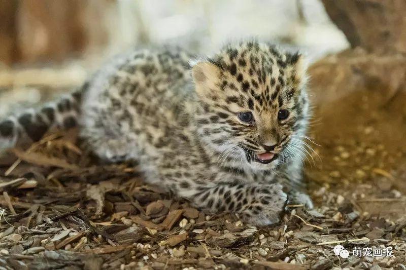 維也納美泉宮動物園出生的小阿穆爾豹，炒雞可愛