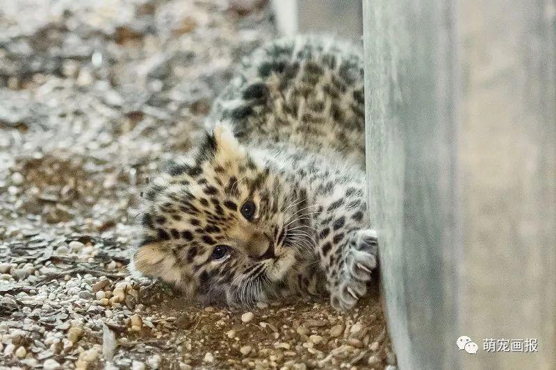 維也納美泉宮動物園出生的小阿穆爾豹，炒雞可愛