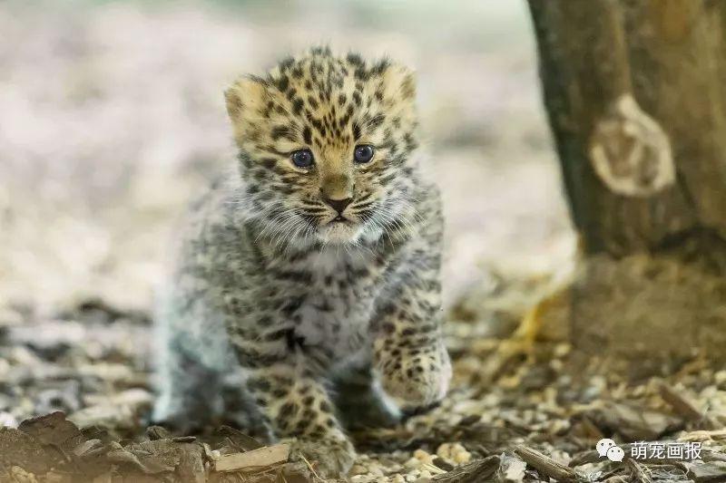 維也納美泉宮動物園出生的小阿穆爾豹，炒雞可愛