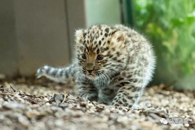 維也納美泉宮動物園出生的小阿穆爾豹，炒雞可愛