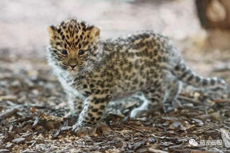維也納美泉宮動物園出生的小阿穆爾豹，炒雞可愛