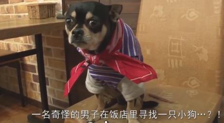 小狗拋棄原主人，自己選擇新主人，鄰居為此還開了個討論會！