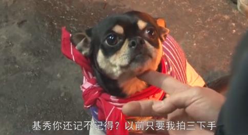 小狗拋棄原主人，自己選擇新主人，鄰居為此還開了個討論會！