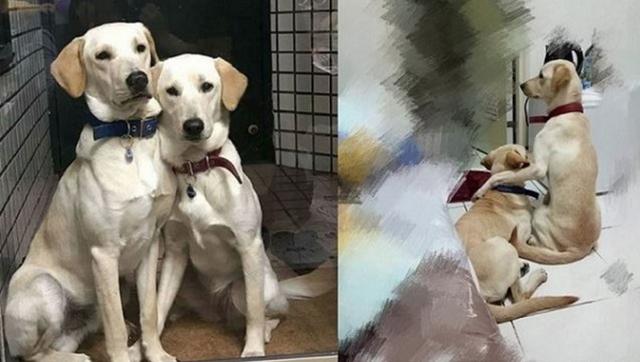 狗狗被退養2次，與妹妹重逢後感情超好