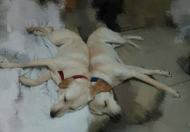 狗狗被退養2次，與妹妹重逢後感情超好