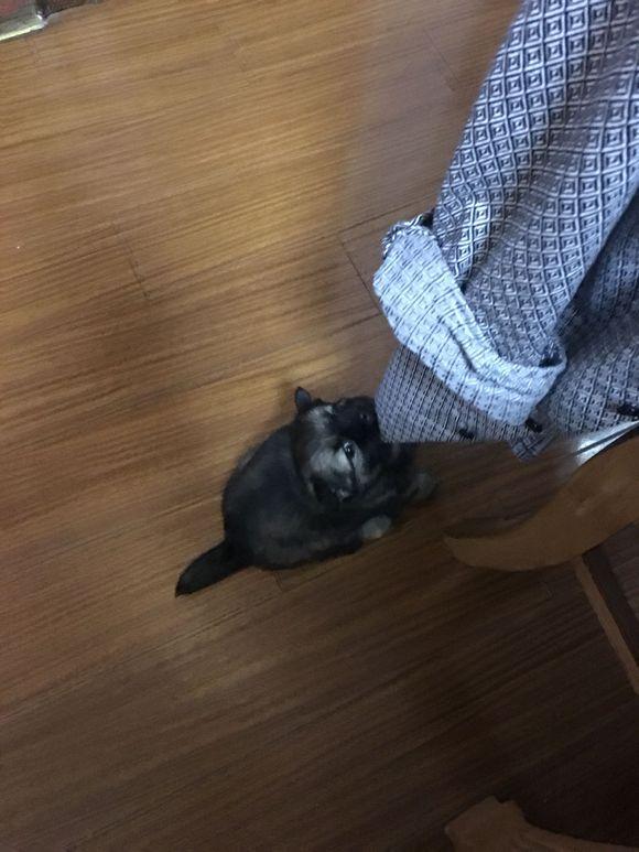 小奶狗流落街頭，還沒意識到流浪的滋味