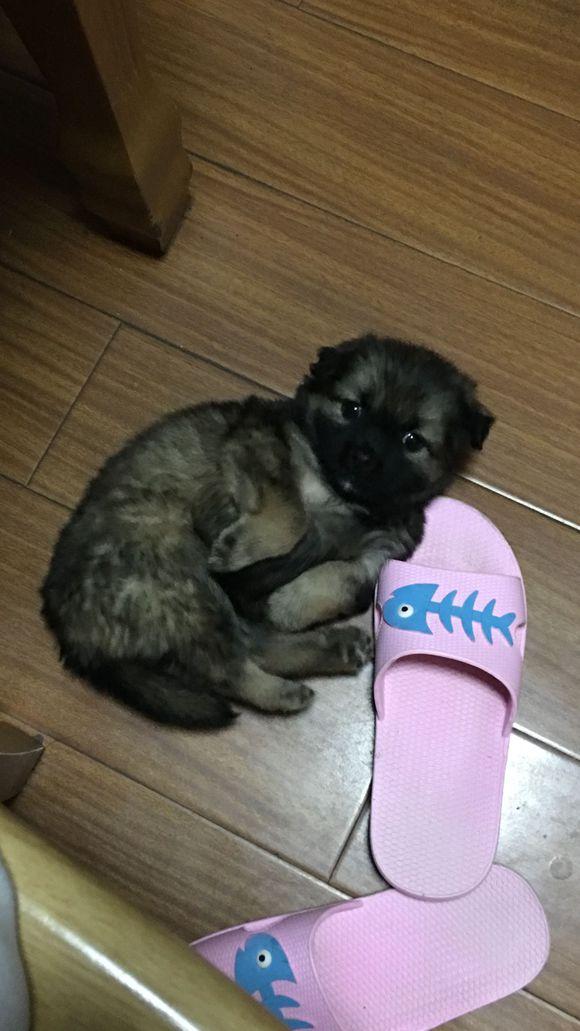 小奶狗流落街頭，還沒意識到流浪的滋味