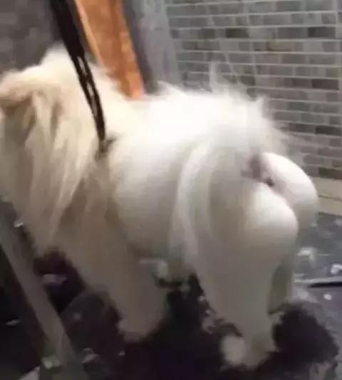 金毛，哈士奇慘遭剃毛，顏值逆天的狗狗抑鬱了，沒臉出去見人！ 
