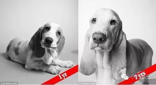 狗狗年紀怎麼算？ 可不都是1：７哦！