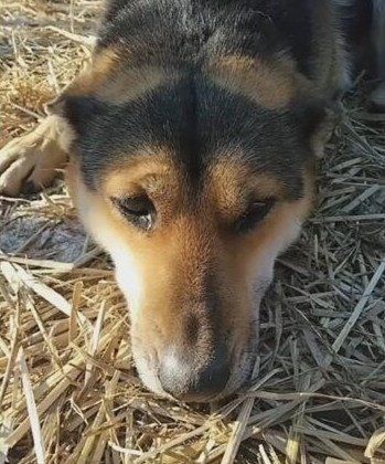 農村土狗被拴住8年，臨死之前主人放開老狗，狗狗哭得全身抽搐！ 