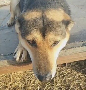農村土狗被拴住8年，臨死之前主人放開老狗，狗狗哭得全身抽搐！ 
