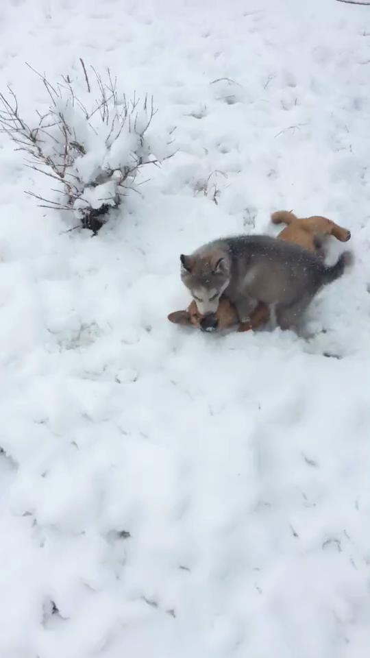 小哈士奇在雪地裡欺負小黃狗，不料一會人家叫來了自己兄弟！ 