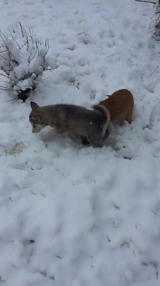 小哈士奇在雪地裡欺負小黃狗，不料一會人家叫來了自己兄弟！ 
