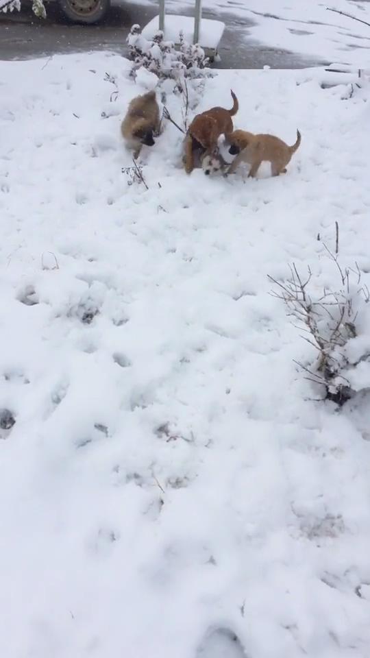 小哈士奇在雪地裡欺負小黃狗，不料一會人家叫來了自己兄弟！ 