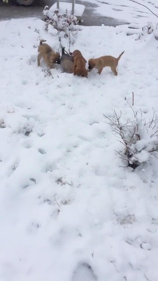小哈士奇在雪地裡欺負小黃狗，不料一會人家叫來了自己兄弟！ 