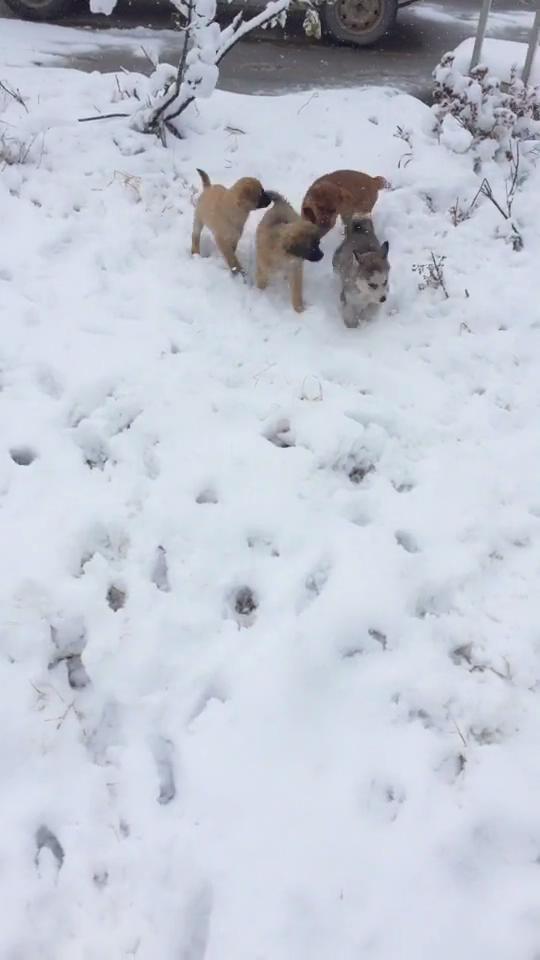 小哈士奇在雪地裡欺負小黃狗，不料一會人家叫來了自己兄弟！ 